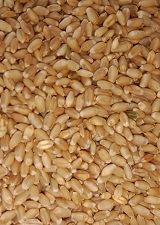 Organic Wheat